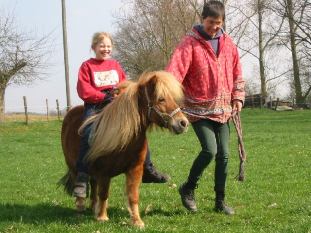 Shettlandpony mit Kind wird geführt